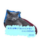 灰猫フォトスタンプ(40個版)（個別スタンプ：38）