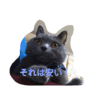灰猫フォトスタンプ(40個版)（個別スタンプ：39）