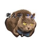 灰猫フォトスタンプ(40個版)（個別スタンプ：40）