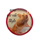 Sanimsoi The Hamster（個別スタンプ：1）