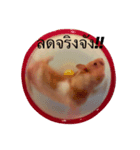 Sanimsoi The Hamster（個別スタンプ：2）