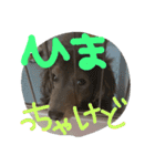 やんちゃ**ダックス（個別スタンプ：4）