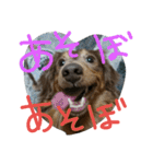 やんちゃ**ダックス（個別スタンプ：5）