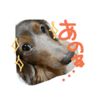 やんちゃ**ダックス（個別スタンプ：7）
