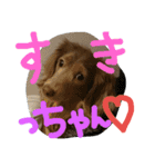 やんちゃ**ダックス（個別スタンプ：12）