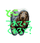 やんちゃ**ダックス（個別スタンプ：15）