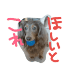 やんちゃ**ダックス（個別スタンプ：17）