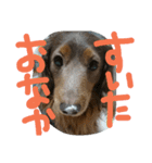 やんちゃ**ダックス（個別スタンプ：21）