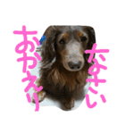 やんちゃ**ダックス（個別スタンプ：23）