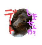 やんちゃ**ダックス（個別スタンプ：24）