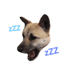 愛犬 Love（個別スタンプ：2）