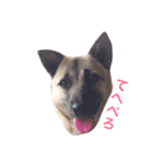 愛犬 Love（個別スタンプ：3）