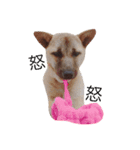 愛犬 Love（個別スタンプ：4）