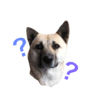 愛犬 Love（個別スタンプ：6）