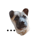 愛犬 Love（個別スタンプ：8）