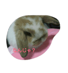 tanpopousagi（個別スタンプ：1）