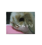tanpopousagi（個別スタンプ：7）