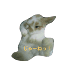 tanpopousagi（個別スタンプ：8）