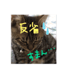 愛猫、こてちゅ（個別スタンプ：13）