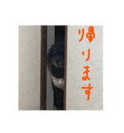 I'm chiroru.（個別スタンプ：2）