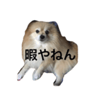 可愛すぎる毛玉犬（個別スタンプ：12）