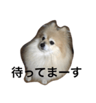 可愛すぎる毛玉犬（個別スタンプ：17）