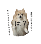 可愛すぎる毛玉犬（個別スタンプ：18）