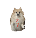 可愛すぎる毛玉犬（個別スタンプ：19）