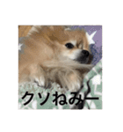 可愛すぎる毛玉犬（個別スタンプ：27）