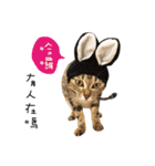 JTCATS（個別スタンプ：2）