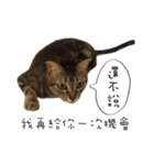 JTCATS（個別スタンプ：4）