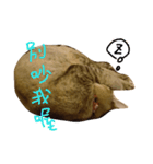 Don't bother Boss to sleep！（個別スタンプ：4）