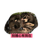 Petaurus breviceps life（個別スタンプ：14）