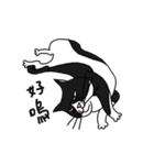 Pidan Cat Anime Sticker（個別スタンプ：3）
