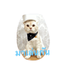 mango catmad（個別スタンプ：1）