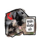 piper schnauzer（個別スタンプ：5）