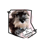 piper schnauzer（個別スタンプ：7）