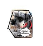 piper schnauzer（個別スタンプ：8）