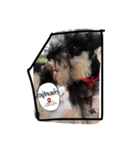 piper schnauzer（個別スタンプ：9）