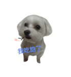 No.2 Very cute dog.（個別スタンプ：4）