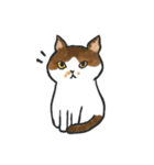 hi hi Calico cat（個別スタンプ：3）