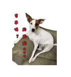 Jack Russell Terrier SO Cute 2（個別スタンプ：1）