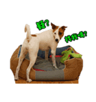 Jack Russell Terrier SO Cute 2（個別スタンプ：2）