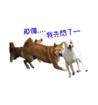 Jack Russell Terrier SO Cute 2（個別スタンプ：4）