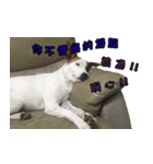 Jack Russell Terrier SO Cute 2（個別スタンプ：5）