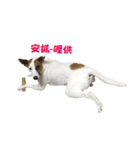 Jack Russell Terrier SO Cute 2（個別スタンプ：6）