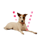 Jack Russell Terrier SO Cute 2（個別スタンプ：7）