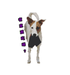 Jack Russell Terrier SO Cute 2（個別スタンプ：8）
