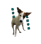 Jack Russell Terrier SO Cute 2（個別スタンプ：9）