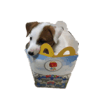 Jack Russell Terrier SO Cute 2（個別スタンプ：10）